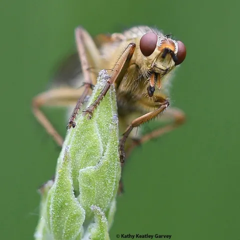 This image of a golden dung fly, titled "Checking You Out," scored the ESA Medal in the 2022 International Insect Salon. It was among images showcased at the ESA meeting in British Columbia. (Photo by Kathy Keatley Garvey)