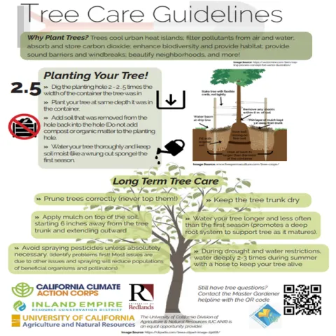 tree planting guidelines