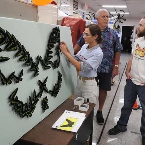 Bohart Museum laboratory assistant and artist Brittany Kohler worked on the "Birdwing Butterfly" display in late October. In back are Jeff Smith, curator of the Lepidoptera collection at the Bohart, who spread all the wings; and collections manager Brennen Dyer. (Photo by Kathy Keatley Garvey)