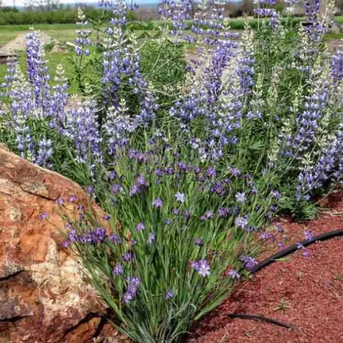 Blue-eyed grass in front of silver lupine, Brent McGhie copy