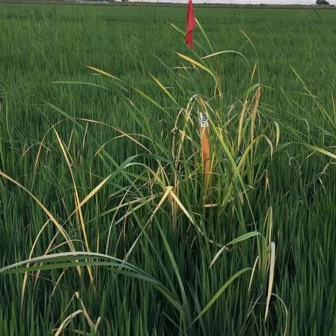 Figure 1. The herbicide, Loyant, was trialed on cattails in the Delta in 2022. We will continue these investigations next year.