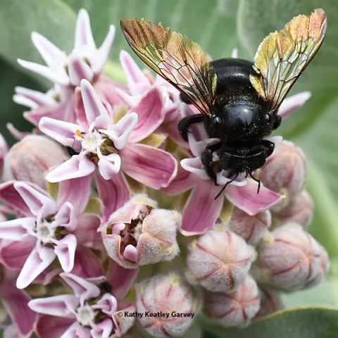 This is a female Xylocopa sonorina, also known as a Valley carpenter bee. It's foraging on a native milkweed, Asclepias speciosa. (Photo by Kathy Keatley Garvey)