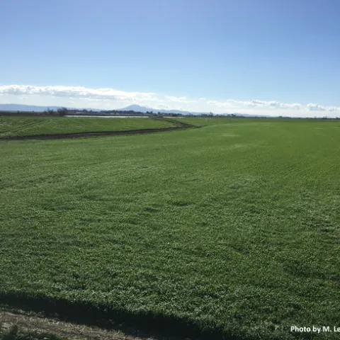 2019-3 Staten Island Mt Diablo MLM