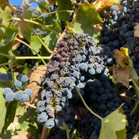 Shriveled grapes hang in a bunch on the vine.