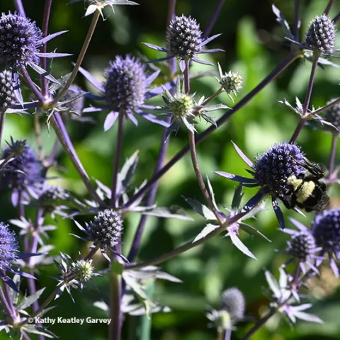 Can you spot the bumble bee in this bed of Eryngium amethystinum in the Sunset Gardens, Sonoma Cornerstone? (Photo by Kathy Keatley Garvey)