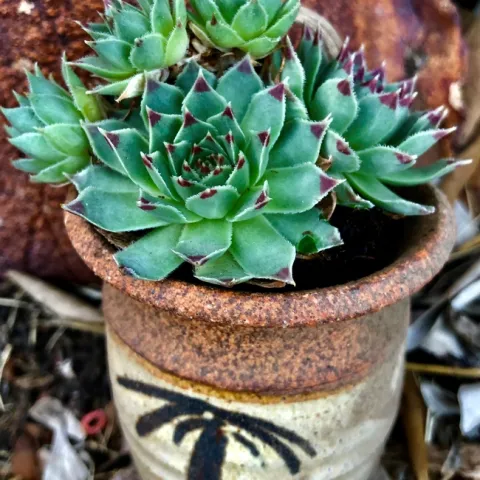 Photo by Ardis Neilsen