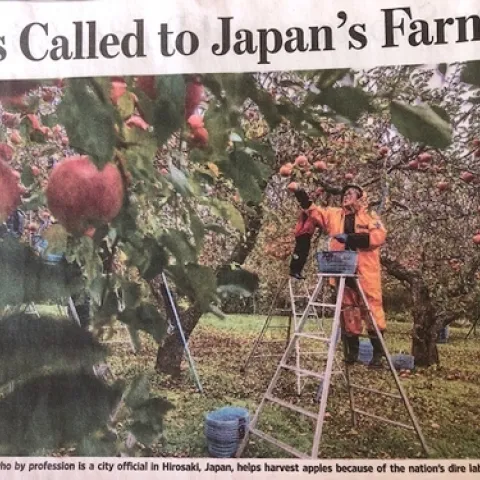 Apple harvest in Japan; the person on the top rung in the background would raise eyebrows at OSHA I think. Photo by Shiho Fukuda.