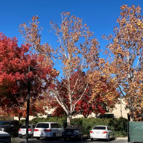 Colorful trees in autumn line the edge of a parking lot.