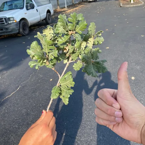 Vehicle pollution is associated with elevated insect damage to street trees, UC Davis researchers said in their paper published in the Journal of Applied Ecology. They studied insect damage to native oak trees.