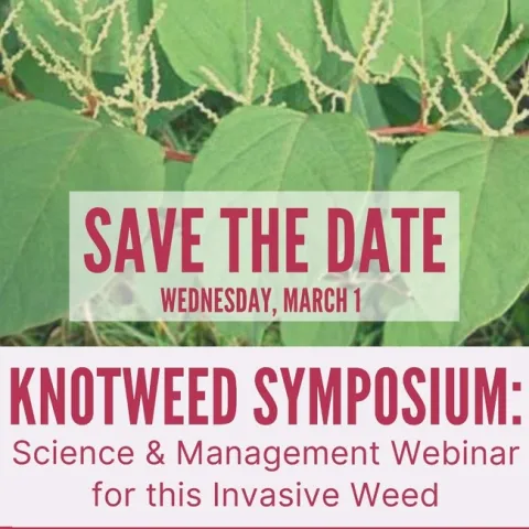 Knotweed Symposium 2023