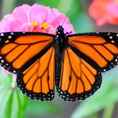 Deforestation, climate change, pesticides, and non-native milkweed have contributed to the decline in monarch populations. Photo: Peter Miller