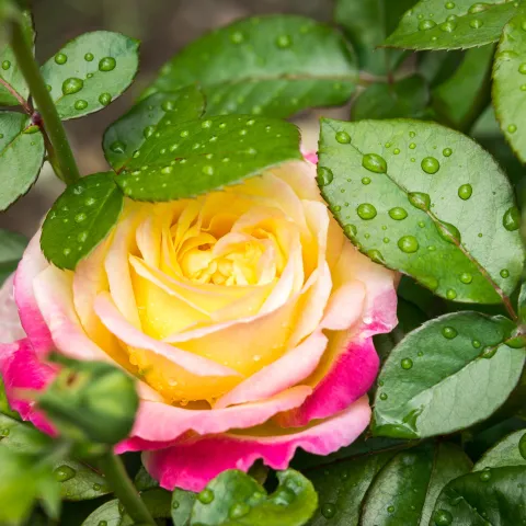 Rainy weather with mild temperatures are ideal growing conditions for this disease. Photo: PxHere