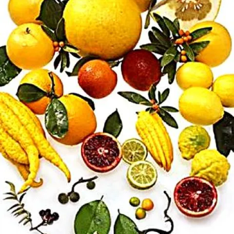 A Citrus Fruit Display. Courtesy of UCANR