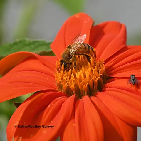 A honey bee and a fly share a Mexican sunflower, Tithonia rotundifola. (Photo by Kathy Keatley Garvey)