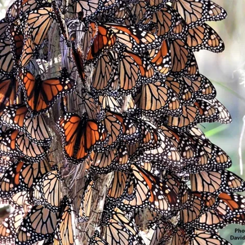Overwintering monarchs in Cambria, San Luis Obispo County. This site does not appear on the official list of California's overwintering sites, says WSU entomologist David James. It was home in November to 15,000 butterflies. (Photo by David James, Washington State University entomologist)