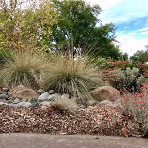 Boulders and deergrass stabilize the slope slope and provide pleasing visual variety.