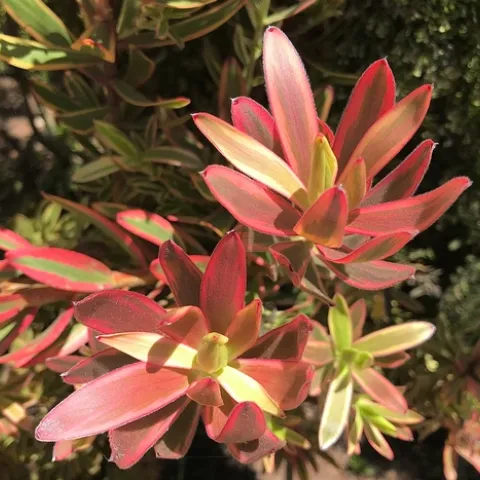 Photo by Megan Edwards