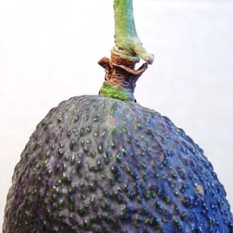 avocado ring neck pedicel