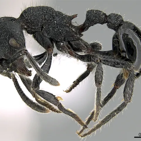 This image of an ant, Hylomyrma primavesi, is courtesy of AntWiki.