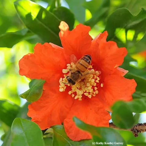 A honey bee gathers nectar and pollen from a pomegranate blossom. (Photo by Kathy Keatley Garvey)