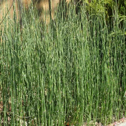 Before: horsetails filled the space between fence and sidewalk. photos by Patricia Matteson