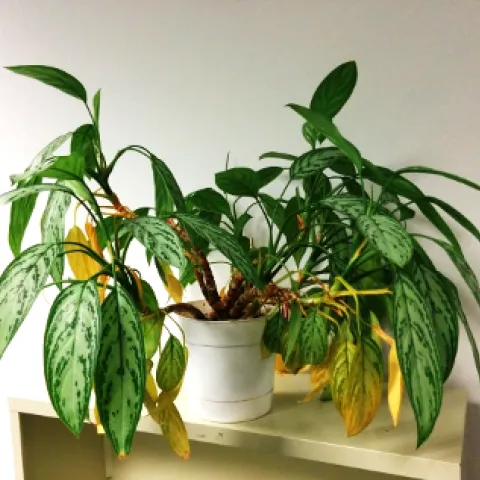 A houseplant with yellow leaves.