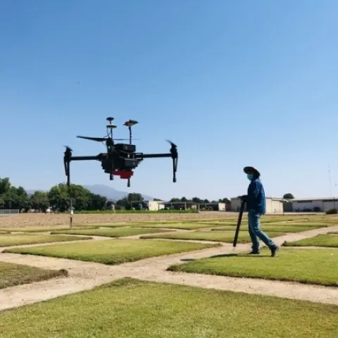 Amninder Singh, ex estudiante de doctorado, recopila información con un dron, para evaluar la respuesta del pasto bermuda híbrido a diferentes niveles de riego, usando agua reciclada y un controlador inteligente con un sensor de humedad para suelo. El estudio fue realizado por el Centro de Investigación y Extensión de South Coast de UC ANR en Irvine.