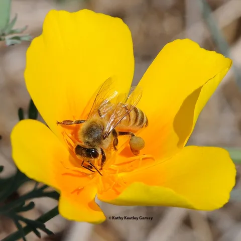 A honey bee foraging on a California golden poppy, the state flower. The Seed Pile Project includes golden poppy seeds. (Photo by Kathy Keatley Garvey)