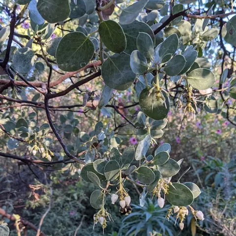 Maureen Page, then a doctoral candidate in entomology, co-won the Robbin Thorp Memorial First-Bumble Bee-of-the-Year Contest with this image: a black-tailed bumble bee, Bombus melanopygus, photographed in the UC Davis Arboretum and Public Garden.