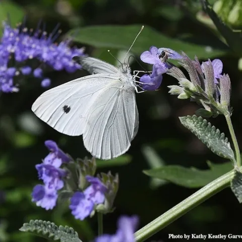 A cabbage white butterfly, Pieris rapae, nectaring on catmint (Nepeta) in Vacaville, Calif. (Photo by Kathy Keatley Garvey)