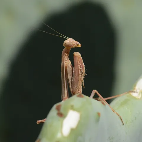 Praying mantis: "I'm hungry! What's to eat?" (Photo by Kathy Keatley Garvey)