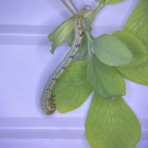 Figure3. Dot-line Angle Caterpillar Feeding on Alfalfa