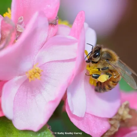 A honey bee "in the pink" is foraging on a begonia. (Photo by Kathy Keatley Garvey)