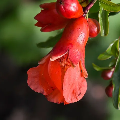 pomegranate flowers (flickr.com C Watts)
