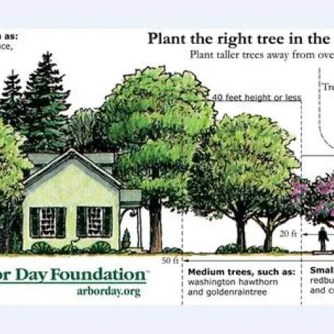 Right_tree_Right_Place