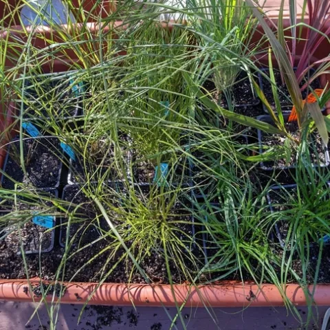 photos by Nanelle Jones-Sullivan