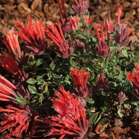 Bee Balm Marian Sampson