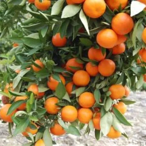 Orange fruits hang from a tree with deep green leaves.