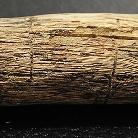 Close-up of bark beetle galleries. Research entomologist Chris Fettig of the U. S. Forest Service will speak on "Bark Beetles: How Tiny Insects Are Transforming Western Forests with a Little Help from Climate Change" at 4:10 p.m., Wednesday, Feb. 1 in Room 122 of Briggs Hall. (Photo by Kathy Keatley Garvey)