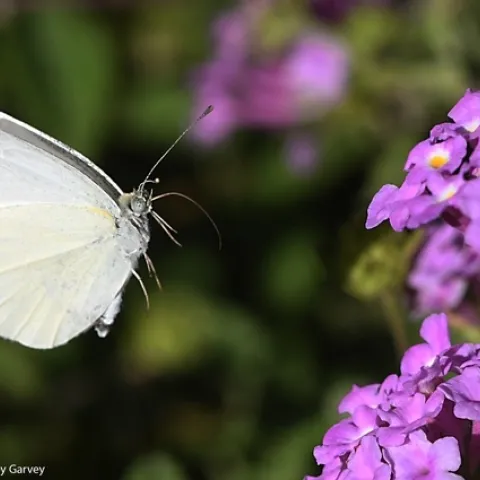 A cabbage white butterfly, Pieris rapae, in flight, heading toward lantana. (Photo by Kathy Keatley Garvey)
