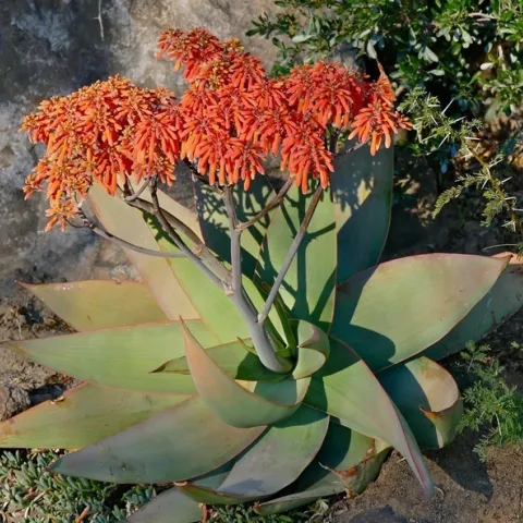 Coral Aloe