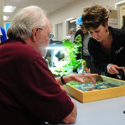 Pollinator enthusiast Ria de Grassi of Davis confers with UC Davis distinguished emeritus professor Robbin Thorp (1933-2019) at a Bohart Museum of Entomology open house in 2017. (Photo by Kathy Keatley Garvey)