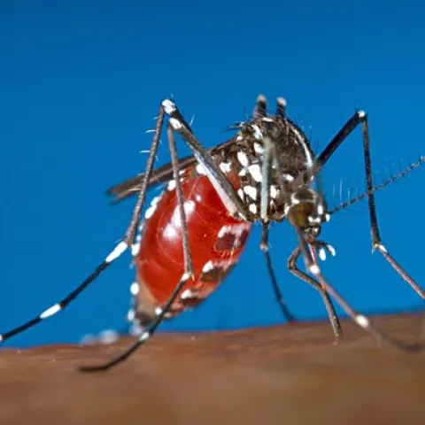 This is a female mosquito, the Asian tiger mosquito, or Aedes albopictus, laying eggs. (Photo by James Gathany, Centers for Disease Control and Prevention)