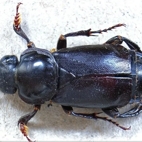 The burying beetle is known for burying carcasses of small vertebrates, such as mice, squirrels and birds, and using them as a food source for its larvae. (Photo courtesy of Wikipedia)
