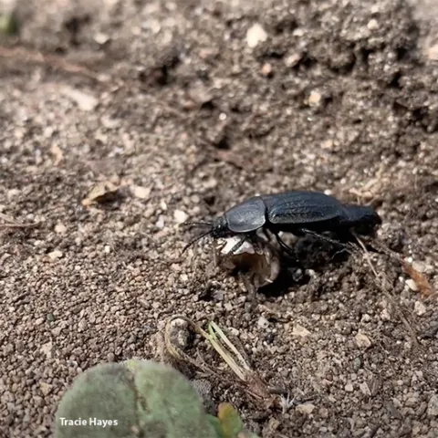 A carrion beetle, genus Heterosilpha, from a screen shot of a video by UC Davis doctoral candidate Tracie Hayes, an ecologist and artist.