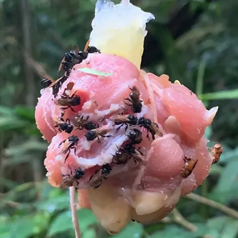 Stingless bees in Costa Rico dining on chicken bait. (Photo by Quinn McFrederick, UC Riverside)