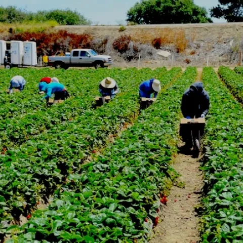 Jornaleros en el campo