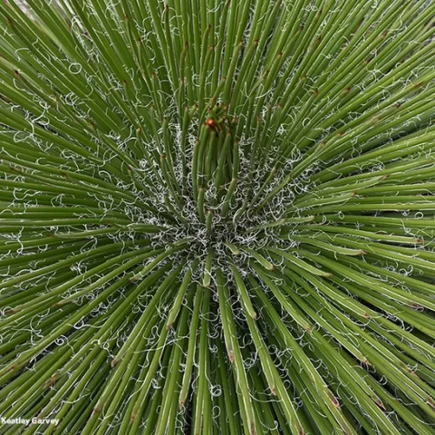 A birds-eye-view of a wintering agave. Can you spot the lady beetles, aka ladybugs? (Photo by Kathy Keatley Garvey)