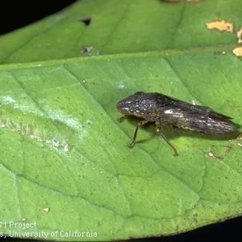 photo by Jack Kelly Clark. An adult glassy-winged sharpshooter, Homalodisca vitripennis, next to whitish wax on the leaf surface, which marks where the female inserted her egg cluster into tissue.