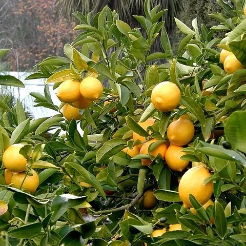 CC BY-SA 3.0, https://commons.wikimedia.org/w/index.php?curid=38760